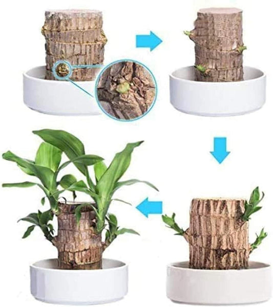 Brazilian Lucky Wood – Mini Home Plant Decoration (Pack of 2)